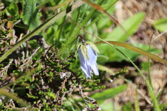Campanula barbata