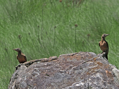 Geocolaptes olivaceus