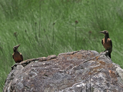 Geocolaptes olivaceus