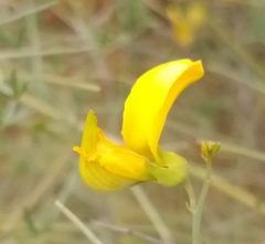 Crotalaria lebeckioides