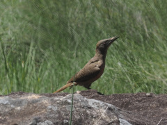 Geocolaptes olivaceus