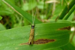 Mystacides longicornis