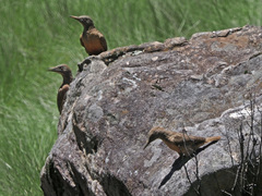 Geocolaptes olivaceus