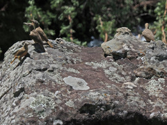 Geocolaptes olivaceus