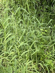 Urochloa mutica