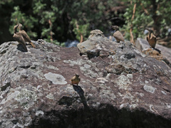 Geocolaptes olivaceus