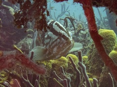 Epinephelus striatus