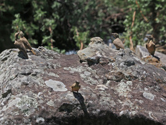 Geocolaptes olivaceus