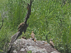 Geocolaptes olivaceus