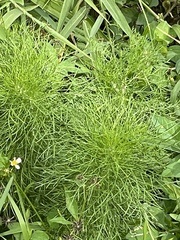 Eupatorium capillifolium