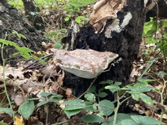 Fomitopsis betulina