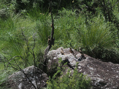 Geocolaptes olivaceus