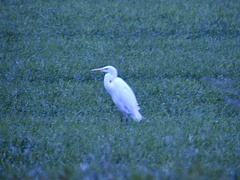 Ardea alba