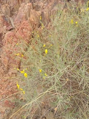 Crotalaria lebeckioides