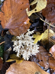 Clavulina coralloides