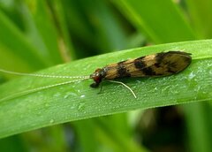 Mystacides longicornis