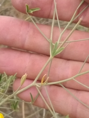 Crotalaria lebeckioides