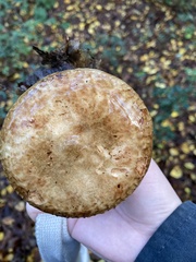 Paxillus involutus