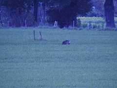 Capreolus capreolus