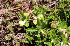 Polygaloides chamaebuxus