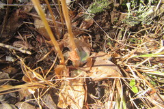 Pterostylis chaetophora
