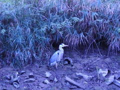 Ardea cinerea