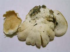 Clitopilus passeckerianus