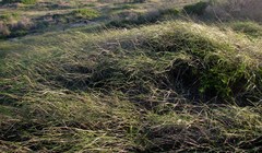 Ehrharta villosa