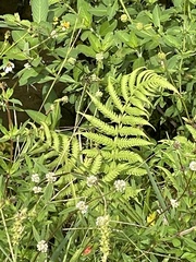 Thelypteridaceae