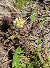 Pedicularis tuberosa