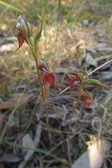 Pterostylis chaetophora
