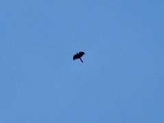 Accipiter nisus