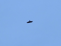 Accipiter nisus