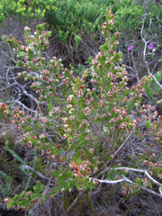 Erica glumiflora