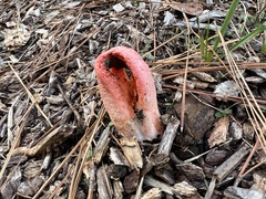 Clathrus columnatus