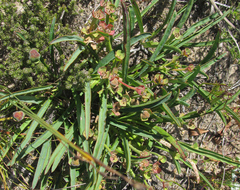 Euphorbia silenifolia