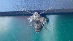 Operophtera brumata