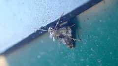 Operophtera brumata