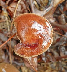Aureoboletus auriporus