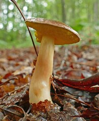 Aureoboletus auriporus
