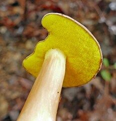 Aureoboletus auriporus