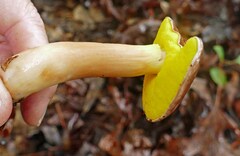 Aureoboletus auriporus