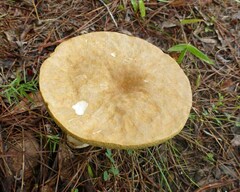 Boletus variipes