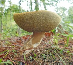 Boletus variipes