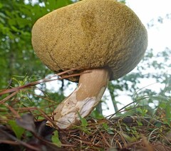 Boletus variipes