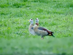 Alopochen aegyptiaca