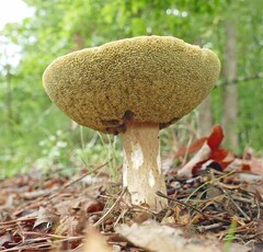 Boletus variipes