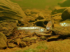 Common Shiner photo 4