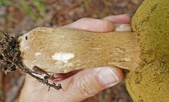Boletus variipes