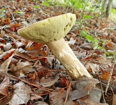 Boletus variipes